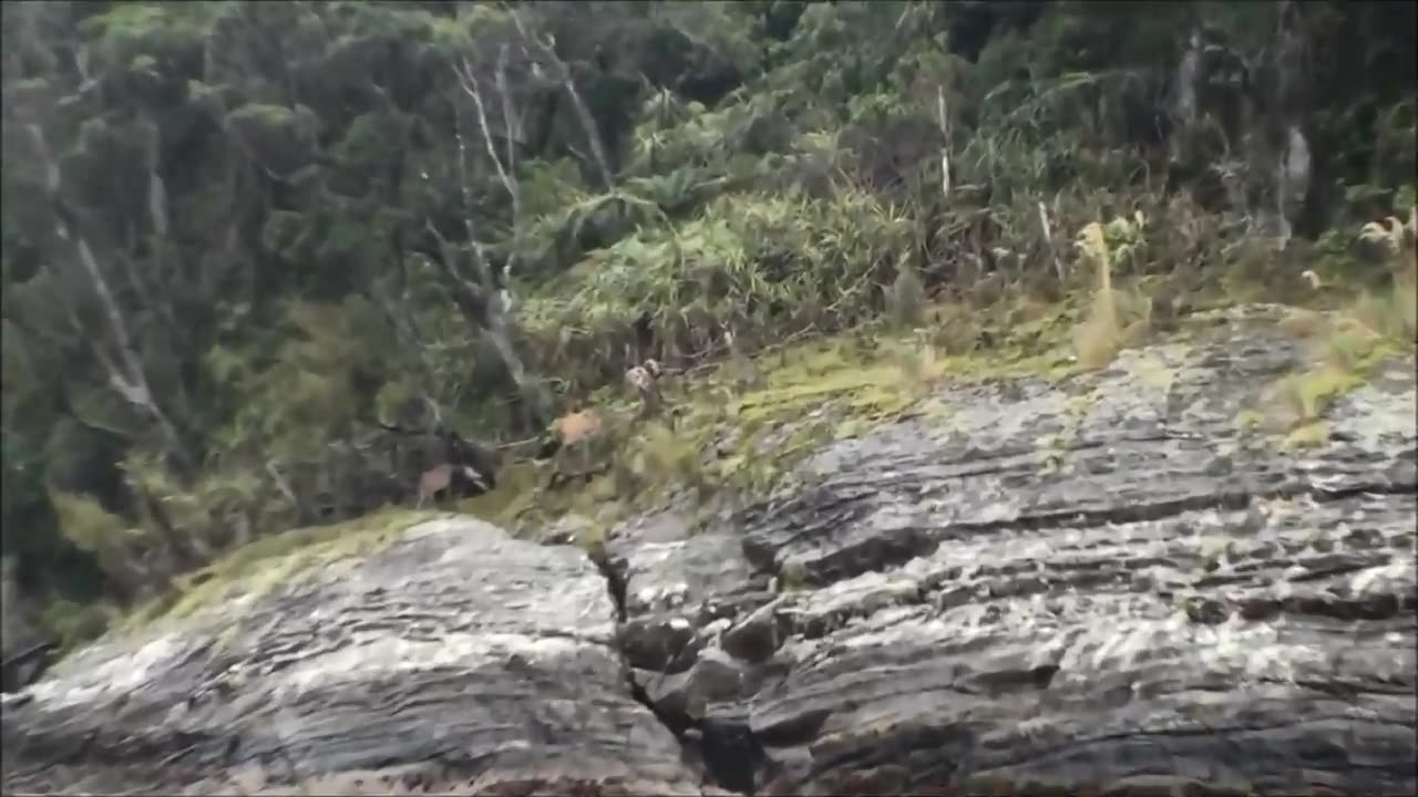 Deer shot from boat while fishing