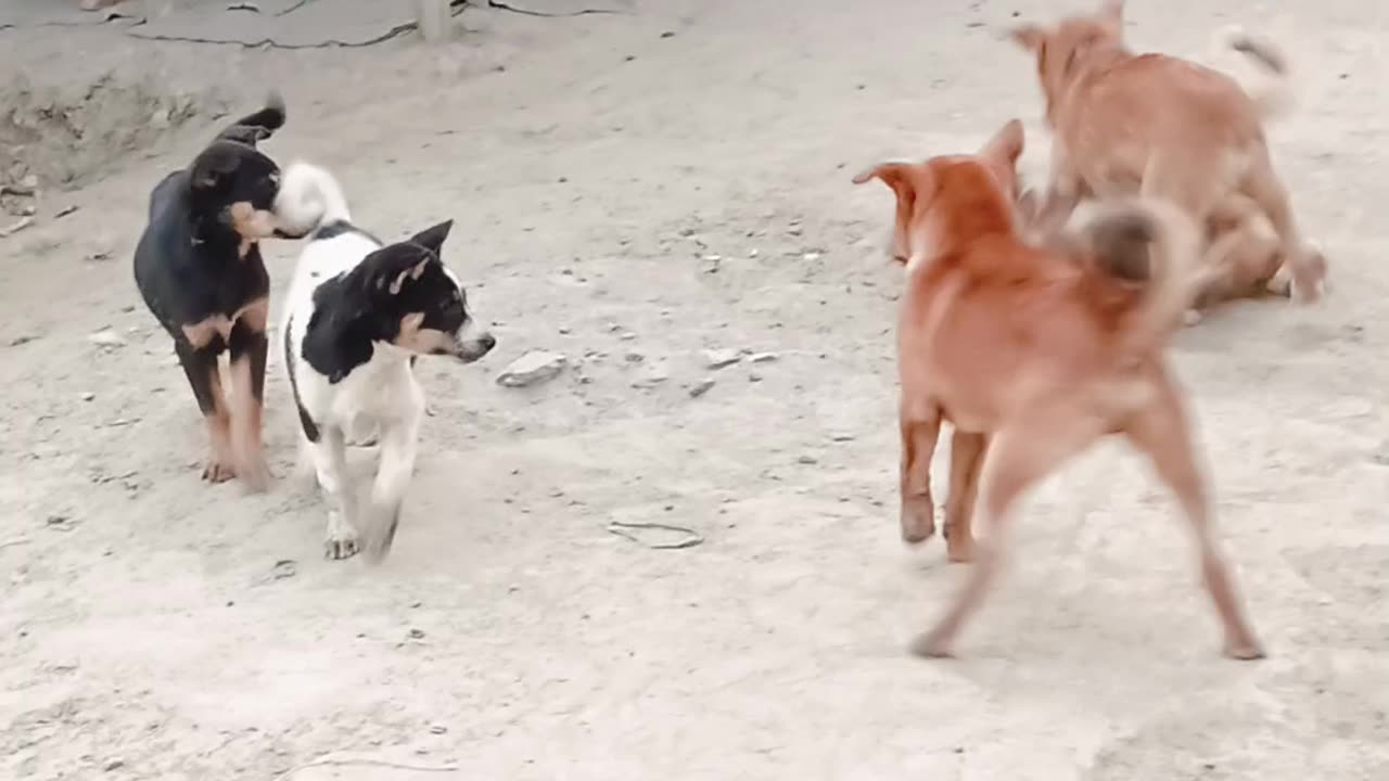 Dog playing video