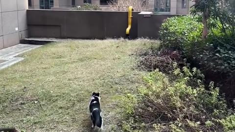 This Naughty Cat Will Drive You Crazy! Watch Its Moves!