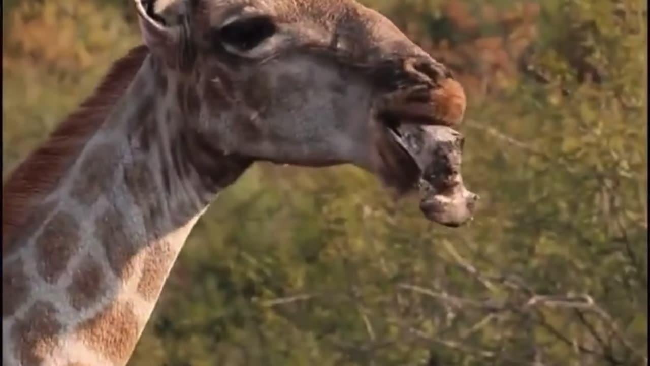 🤯✨ Giraffe Eats Bones for Mineral Boost! | FeedMyCuriosity