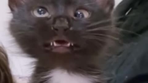 The Most Adorable and Funny Pet Moments!