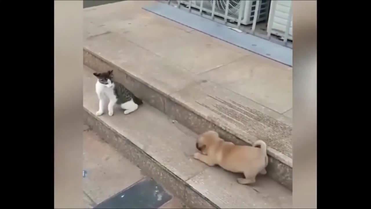 Cat dares a dog