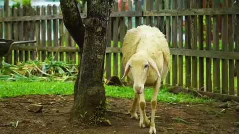 Cat play with dogs, fishes, chickens - Shy Animals