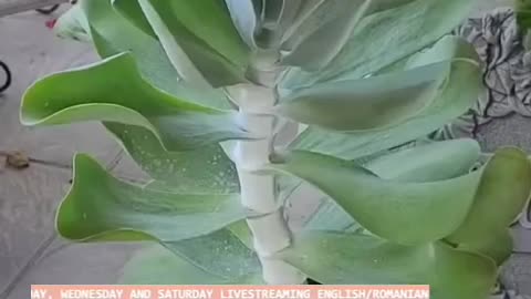 OLTEA HOZAN poezie editată de Valentin Trif -SĂ LOCUIASCĂ-N NOI HRISTOS- #podcast #biblia #poezie