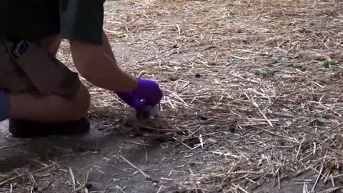 Could animal poo help fight drug‑resistant infections? 