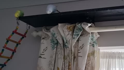 Rumoured Nesting Site