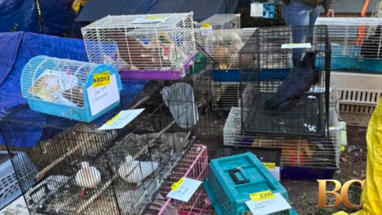 New York woman charged after more than 200 animals found in home,