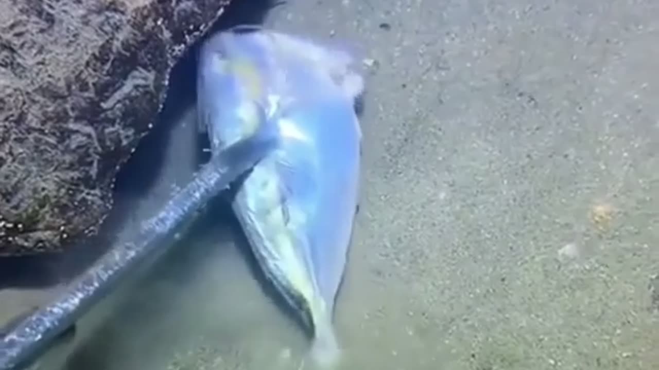 🐟 This Fish is a Genius! | FunFM