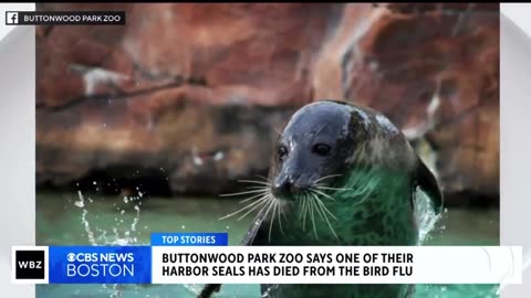 BLAME TH SCAMDEMIC BIRD FLU ON ANYTHING - MORE BS