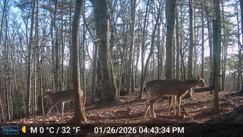 The Woods – 01/27/2026