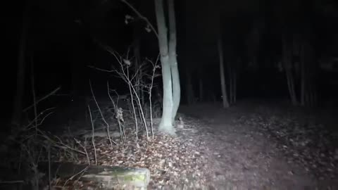 5 Most Disturbing Forest Encounters Caught on Camera – Dark Files | Midnight Tales (USA)