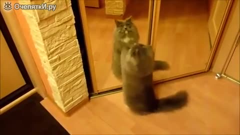 Cat vs mirrors