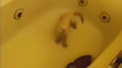 The Amazing Ferrets S1 Compilation (Merch link in bio!)