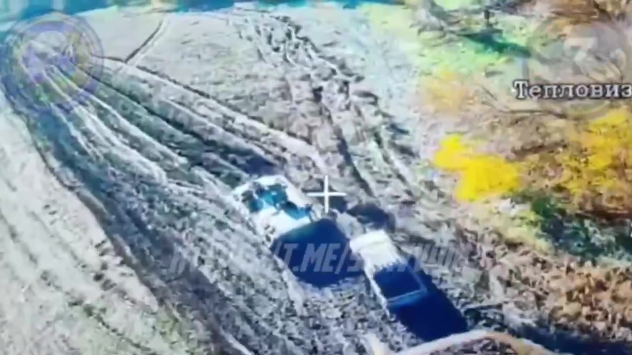 ☠️🐷36428,36429 A pair of quadropigs got a cold