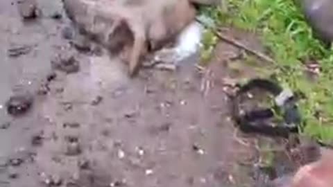 Ukraine war combat/related footage 12/30/25