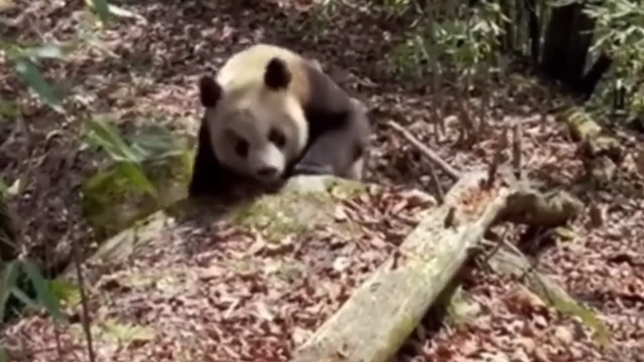 🤯🐼 Watch Pandas Run Like The Wind! | FeedMyCuriosity