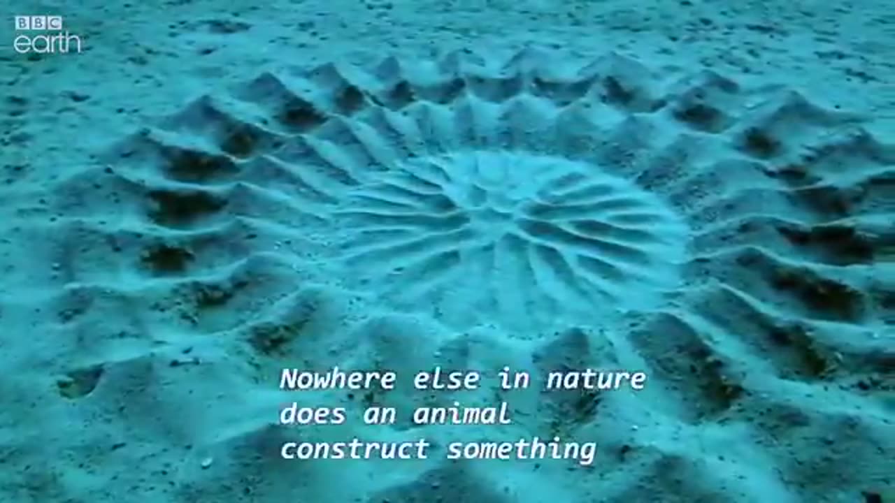 Puffer fish creates amazing mandala to get its female attention for mating