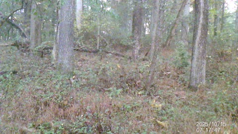 Antlered Tag fill 2025