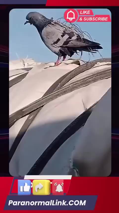 in Kazakhstan Broken Robot Pigeon caught on Camera with wires hanging out