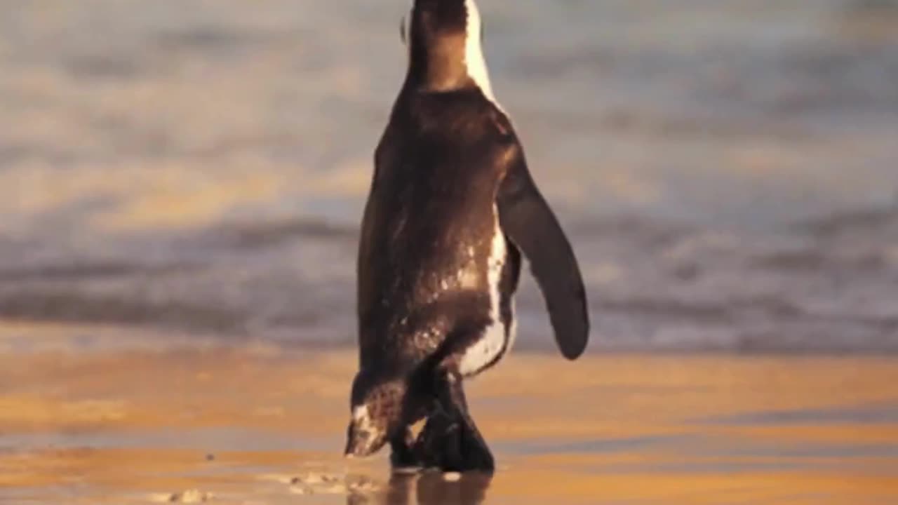 Explore the Wild: 4K Animal Adventures #animalvideo #wildadventure #animals