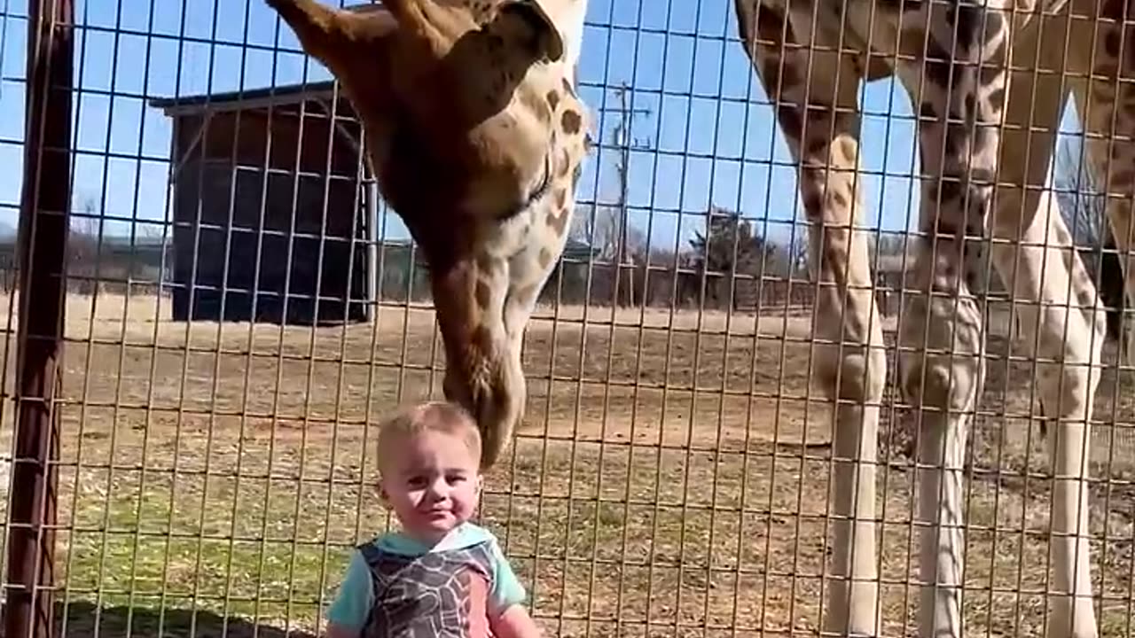 Cute Giraffe Gives Baby Smooches!