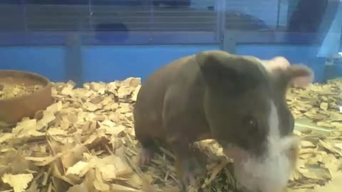 Skinny guinea pig eating his lunch, sounds yummy! [Nature & Animals]