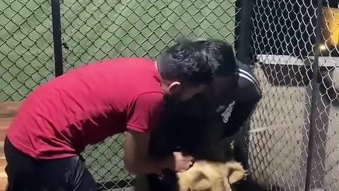 Episode 700: Simba play with boy