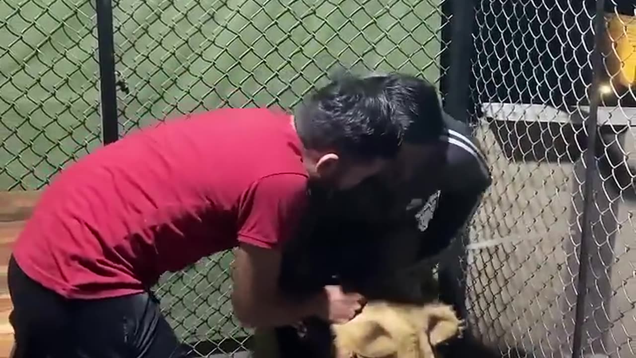 Episode 700: Simba play with boy