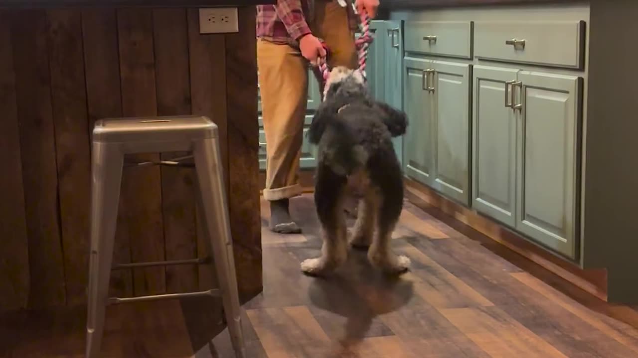 🤣🐰 You Won't Believe These Backwards Hops! | FunFM