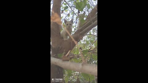 My kittens sometimes climb trees, annoying my dog.