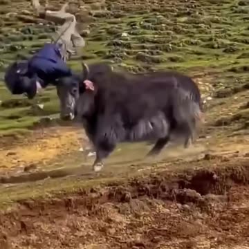 Animals Funny Compilation 🤣😂 #funnyanimals #animals #pets #shorts
