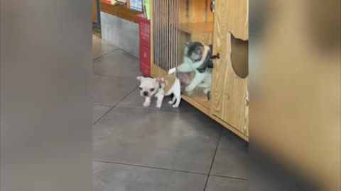 Little Dog and Cat very very fanny moments video