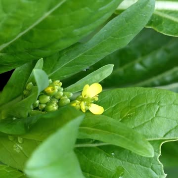 kale benefits #shorts #kale #vegetables