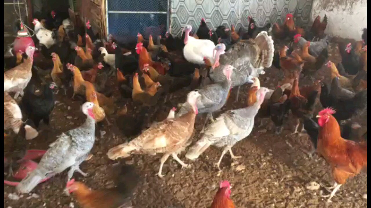 Chicken Funny #Funny 8