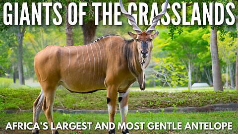 Giants of the Grasslands – Africa’s Largest and Most Gentle Antelope