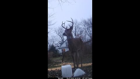 Deer Cam Photos Taken In 2021 Of Big Bucks. Game Cam Trail Camera