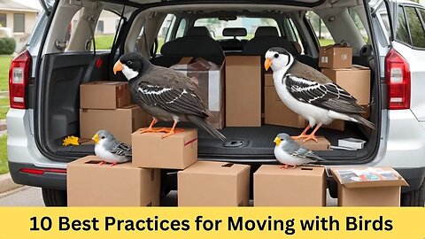 10 Best Practices for Moving with Birds: A Stress-Free Guide