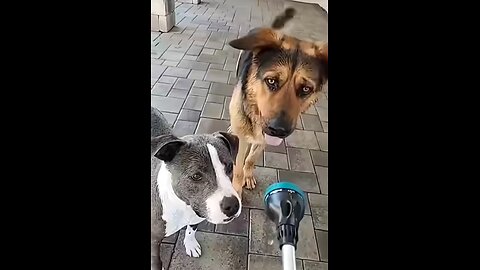 impossibal funny dog video