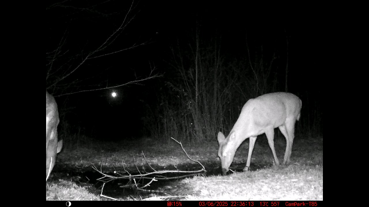 Deer Cam 03-06-2025