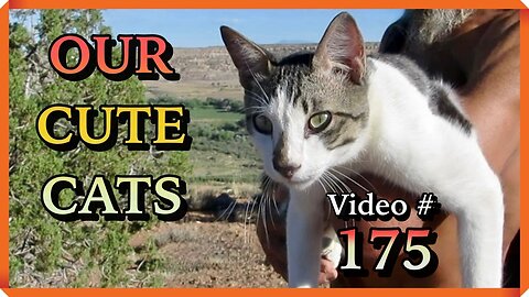 Our Cute Cats #175 - Panqueeñou Enjoys Sunny Cliffs | On Our Hike Up To Mesa