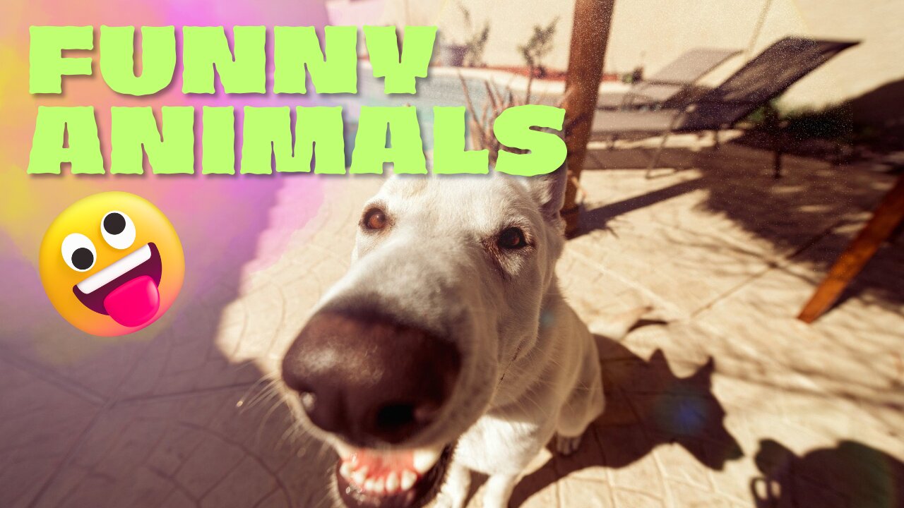 Funny Animals 2024 😂 - Funniest Cats and Dogs video 🐱 🐶 #shorts