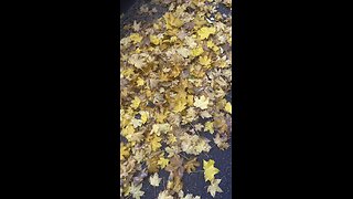 The sound of withered leaves under our feet