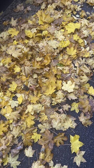 The sound of withered leaves under our feet