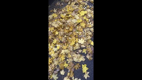 The sound of withered leaves under our feet