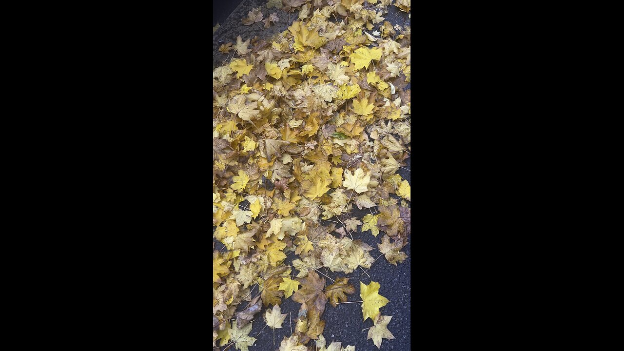 The sound of withered leaves under our feet