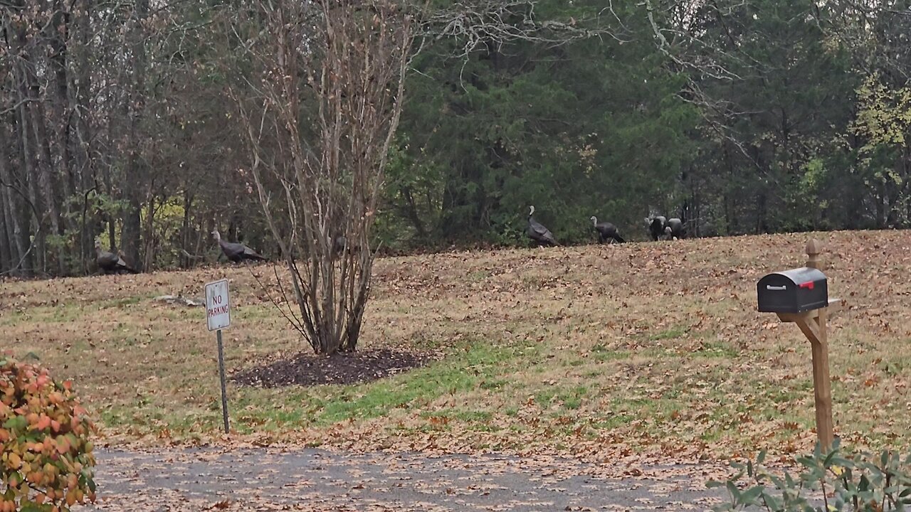 Walking Turkeys