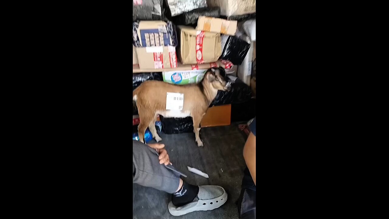 Moment ketika kambing dipaketin