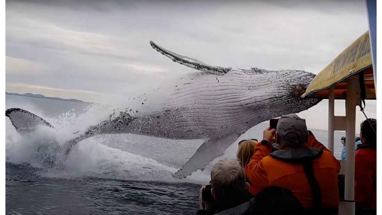 Whale jumps out of nowhere during sight seeing tour.(almost hits boat)