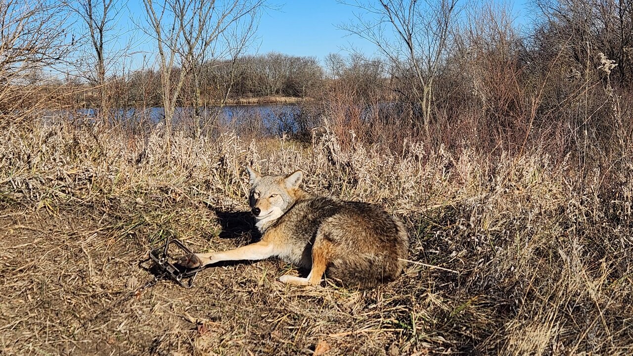 Catching 100 Coyotes! November Coyote Trapping with JINX | S5 Ep10