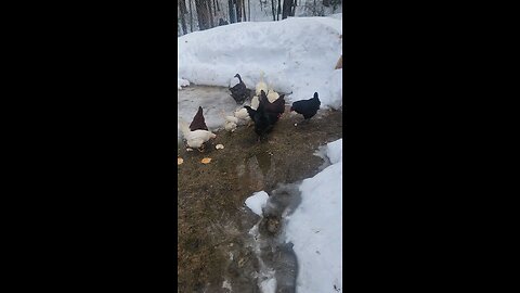 chickens!